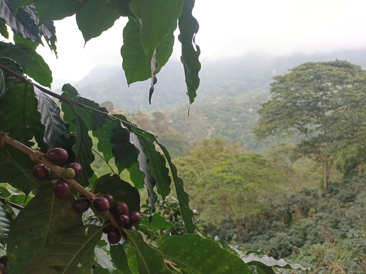 Besuch der Kaffeefarm "Victoria" am 09.01.23 in der Sierra Nevada, Kolumbien